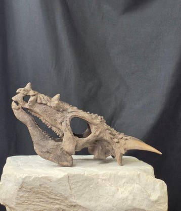 Gedetailleerde Dracorex hogwartsia-schedelreproductie –