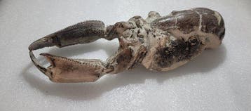 Kreeft - Fossiele matrix - Thalassina emerii, Verzamelen