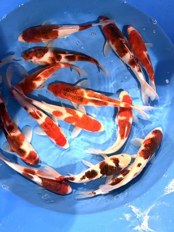 Hirasawa Marusei 24-28cm (Japanse Koi), Karper of Koi