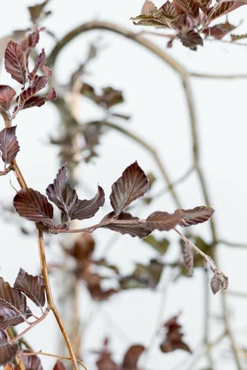 Fagus sylvatica Purpurea Pendula hoogstam