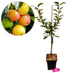 appelboom Malus domestica Sweet Summer + Pot 2, Verzenden, Volle zon