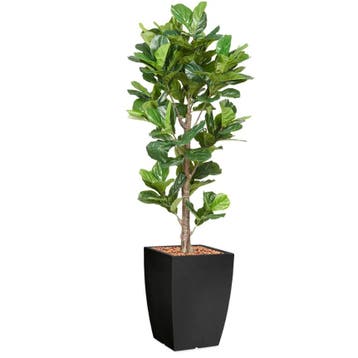 Ficus Lyrata kunstplant, H230cm, Huis en Inrichting, Ophalen of Verzenden, Overige soorten, 200 cm of meer