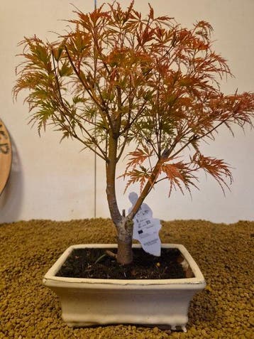 Japanese maple bonsai (Acer palmatum) - Hoogte (boom): 36 cm