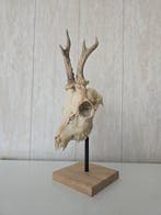 Reebok Taxidermie volledige montage - Capreolus capreolus -, Nieuw