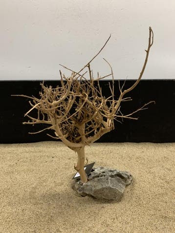 Osaka Bonsai Tree nr 15 - 34x13x43cm - aquascaping boom, Ophalen of Verzenden, Nieuw, Plant(en), Steen of Hout