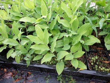 Salomonszegel,  Polygonatum multiflorum , P9  €1,50, Ophalen of Verzenden, Lente, Vaste plant, Volledige schaduw