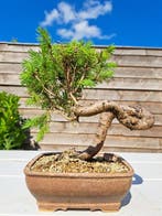 Spar bonsai (Picea) - Hoogte (boom): 18 cm - Diepte (boom):