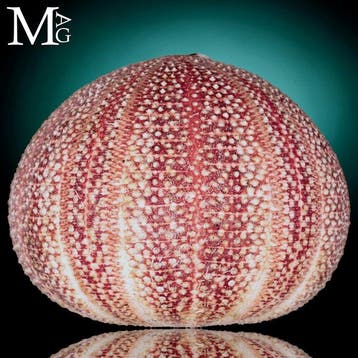 Grote gewone mariene zee-egel - diepe natuurlijke kleuren -, Verzamelen, Mineralen en Fossielen