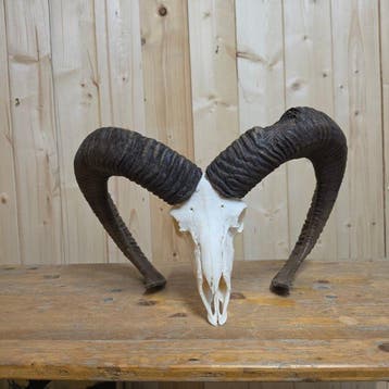 Mouflon Taxidermie hoofdmontage - Mufflon / Ovis gmelini, Nieuw
