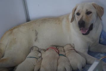 Authentieke Gele Labrador Pups Met Stamboom en NLV-keurmerk, HCC (leverziekte), Reu, 8 tot 15 weken, Labrador retriever