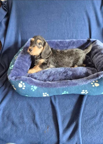 Ruwhaar boomer puppies!  (NOG 2 REUTJES beschikbaar), Dieren en Toebehoren, Parvo, 8 tot 15 weken, Meerdere, Nederland