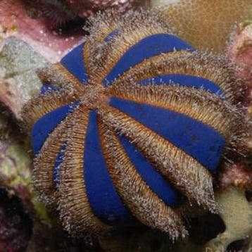 Mespilia globulus (Globular sea urchin), Ophalen of Verzenden, Nieuw