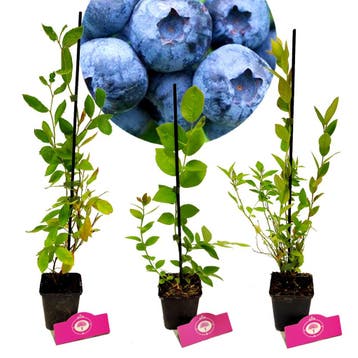 Blauwe bessen Vaccinium corymbosum + Pot 9cm 3, Tuin en Terras, Verzenden, Volle zon