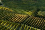 Franco Turcati - Langhe Autunno 2