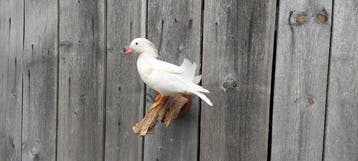 Eend Taxidermie volledige montage - Mandarin duck - 30 cm -, Nieuw