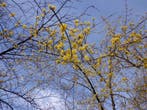 Gele kornoelje Cornus mas potgekweekt 60-80 cm €5, Ophalen of Verzenden, Overige soorten, Struik, Minder dan 100 cm