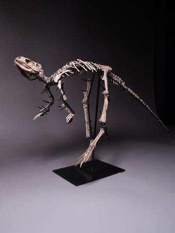 Dinosaurus - Fossiel skelet - Jeholosaurus - 63 cm - 13 cm
