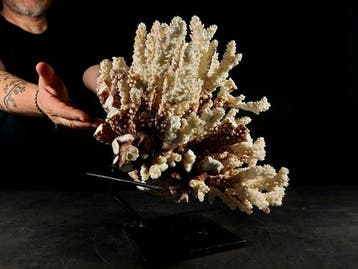 fascinerende vertakking van Pocillopora-koraal Taxidermie, Nieuw