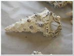 Cerithium Nodulosum schelpen 1 kilo, Ophalen of Verzenden, Nieuw