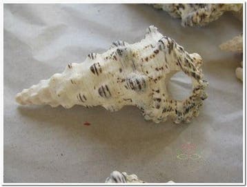 Cerithium Nodulosum schelpen 1 kilo, Ophalen of Verzenden, Nieuw
