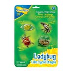 Lieveheersbeestje levenscyclus, Dieren en Toebehoren, Insecten en Spinnen