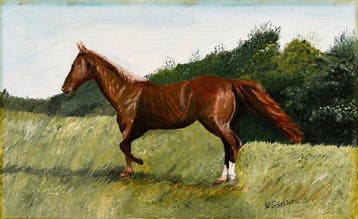 Italian School (XX) - Cavallo