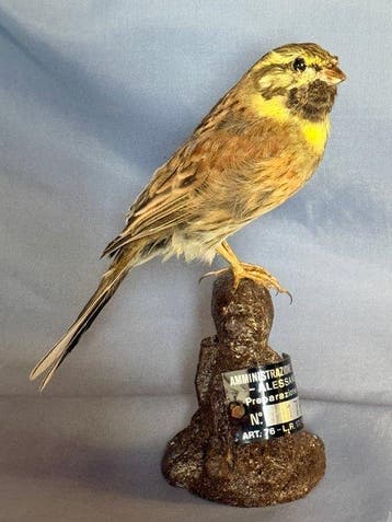 Zigolo nero Taxidermie volledige montage - Emberiza cirlus, Nieuw