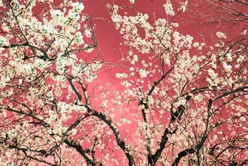 Viet Ha Tran - Nature and Seasons IV