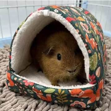 Hangend Vogelbed Nest – Warm Huisje voor Papegaai en Hamster, Verzenden, Nieuw