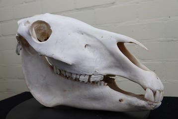 Steppezebra Schedel - Equus quagga - 47 cm - 28 cm - 21 cm-, Nieuw