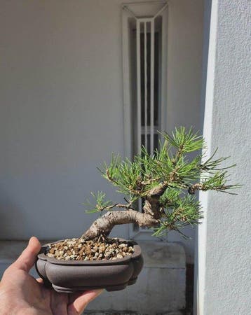 Bonsai van Pinus thunbergii - Hoogte (boom): 15 cm - Diepte