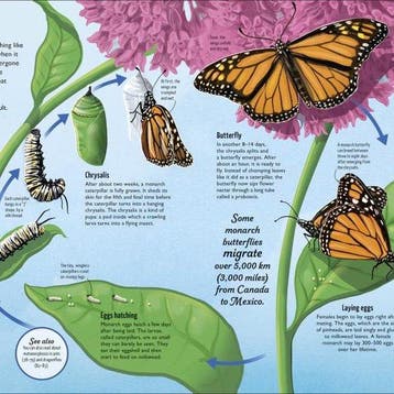 Life Cycles - Dk 9780241410998, Verzenden, Zo goed als nieuw, Dk