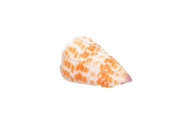 Conus tessulatus (60mm) | Grote droom voor verzamelaars |, Verzamelen, Nieuw