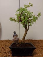 Lariks bonsai (Larix) - Hoogte (boom): 28 cm - Diepte