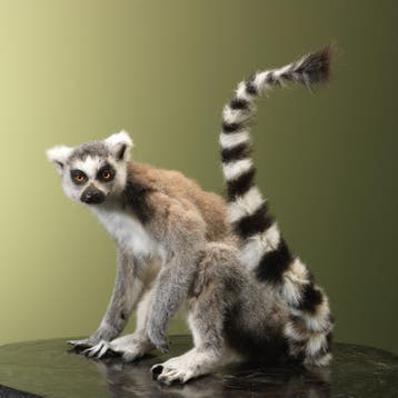 Ringstaartmaki Taxidermie Opgezette Dieren By Max, Ophalen of Verzenden, Nieuw, Wild dier, Opgezet dier