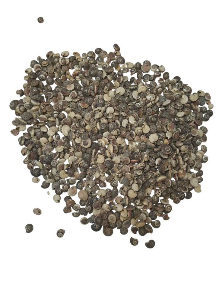 Umbonium Schelpen Zilver 200 gram, Hobby en Vrije tijd, Knutselen, Nieuw, Ophalen of Verzenden
