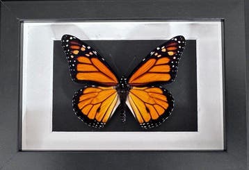 Vlinder Taxidermie volledige montage - Monarque (Danaus, Antiek en Kunst, Curiosa en Brocante