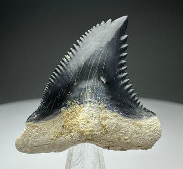 Hemipristis serra - Fossiele tand - 3.5 cm - 3 cm