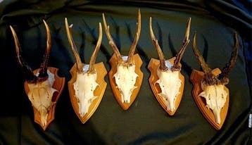 Reebok Gewei - Capreolus capreolus - 0 cm - 0 cm - 0 cm-