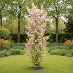 Japanse sierkers zuilboom | Prunus Amanogawa | Sierkers, Tuin en Terras, Planten | Bomen