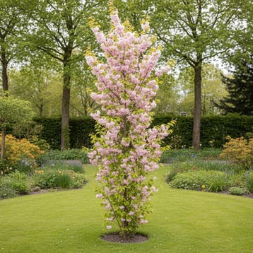 Japanse sierkers zuil boom | Prunus Amanogawa | Sierkers