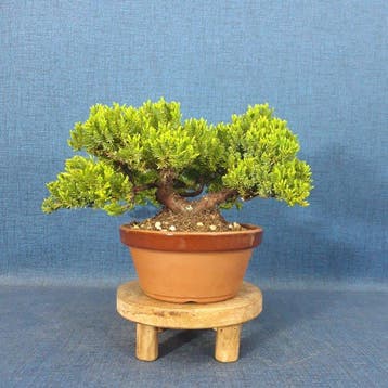 Jeneverbes bonsai (Juniperus) - Hoogte (boom): 13 cm -