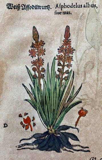 Pietro Andrea Mattioli - Original hand-colored leaf from
