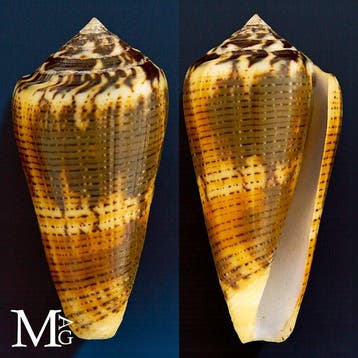 Conidae-schelpenexemplaar Zeeschelp - Conus Magus forma