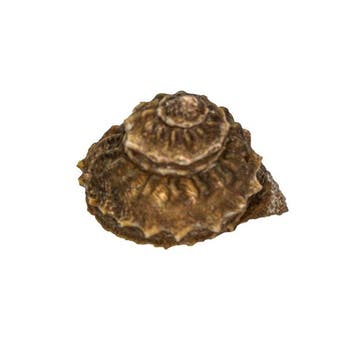 Zeldzame zeeslak (Bolma rugosa) met operculum – 48 mm
