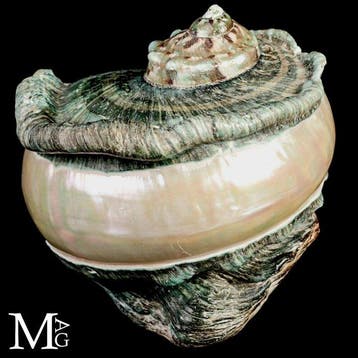 Grote Turbo marmoratus-schelp met natuurlijke groene