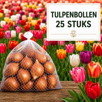 Tulpenbollen Mix 25 Stuks – Extra Grote Bollen 12+, Voorjaar, Bloembol