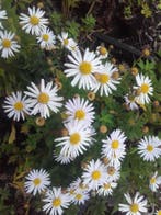 Aster ageratoides Asran , Herfstaster, Ophalen of Verzenden, Herfst, Vaste plant, Volle zon