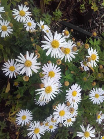 Aster ageratoides Asran , Herfstaster, Ophalen of Verzenden, Herfst, Vaste plant, Volle zon