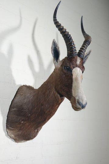 Blesbok Taxidermie wandmontage - Damaliscus pygargus, Nieuw